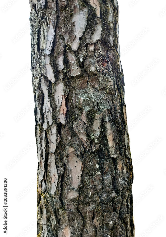 Fototapeta premium Tree bark texture isolated on transparent background PNG