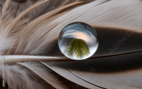Water Droplet on Feather Macro