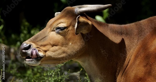 Portrait of the banteng (Bos javanicus), also known as the tembadau, Southeast Asia.