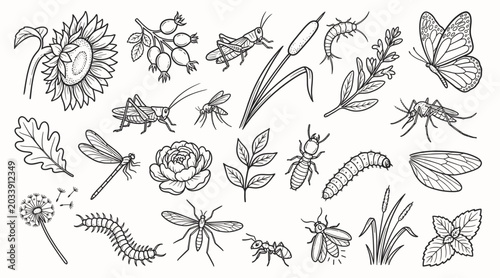 Konstfotografi Various insects with wild herbs and flowers black white vector set
