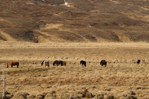 Foto Cheval islandais