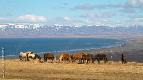 Foto Chevaux islandais devant l'océan