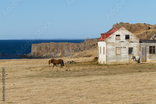Fotografie Cheval islandais