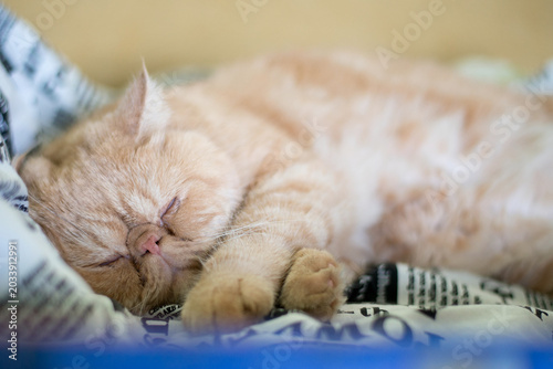 Cute ginger cat sleeping sweetly on soft blanket.