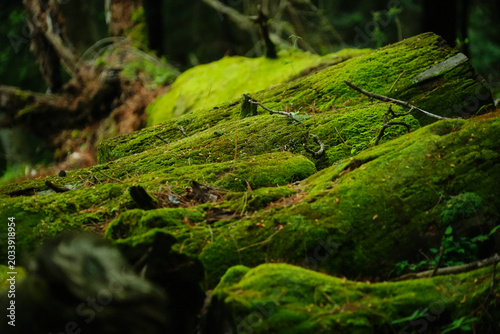 神奈川県_丹沢_塔ノ岳
