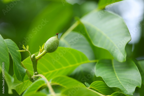 Single young green walnut with soft fuzz growing on a tree branch.