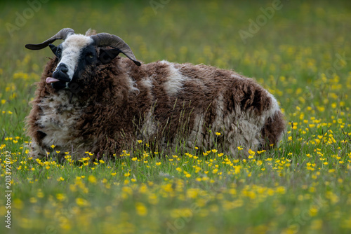 Jacob sheep licking its lips in flower meadow

