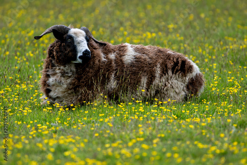 Jacob sheep chilling in summer meadow
