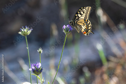 Swallowtail butterfly feeding on flower on Greek island
