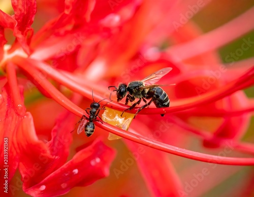 Tiny Bee and Ant Feeding on Bright Red Spider Lily in Macro Close Up Garden Scene