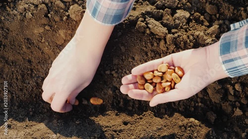Hands planting bean seeds in rich brown soil during daylight, close up footage.