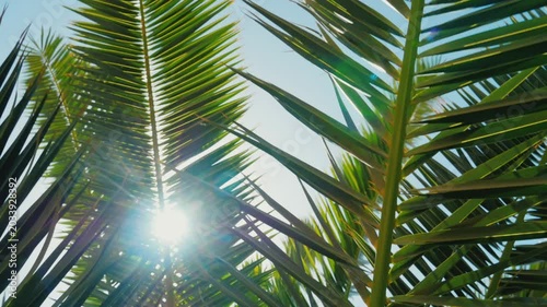 Sunlight rays pierce through swaying green palm tree leaves creating beautiful lens flare in slow motion footage.