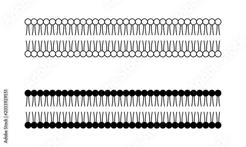 lipid bilayer cell membrane diagram
