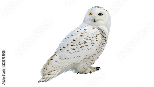 Photos Majestic snowy owl sitting and looking forward with yellow eyes isolated on tran