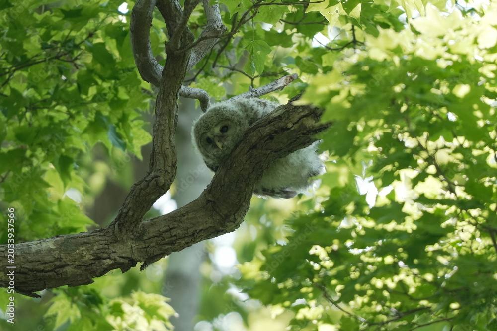 Fototapeta premium Ural Owl Owlet Perched on a Tree Branch in Fresh Green Forest