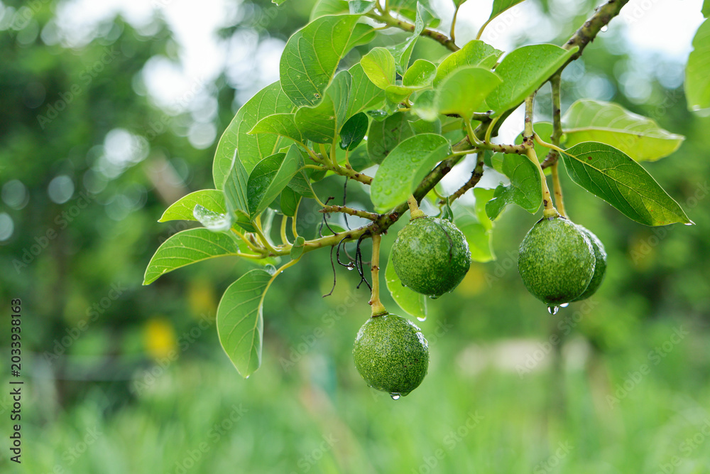 Fototapeta premium Vibrant peaceful nature scene showing fresh wet green avocado hanging from branch with leaf in lush orchard garden after gentle rain offering refreshing organic agricultural feeling