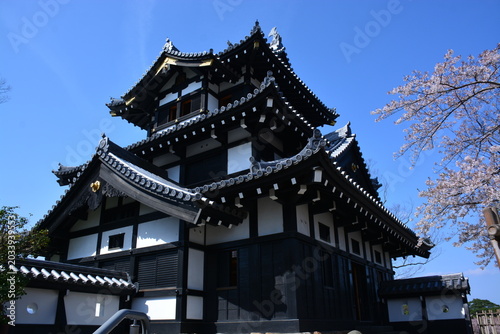 新潟県 上越市の高田城址公園の桜