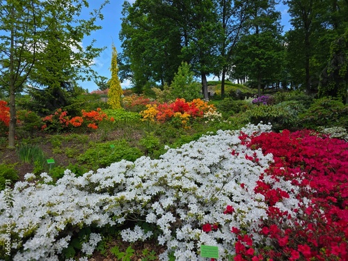 Rhododendron flowers in bloom in May