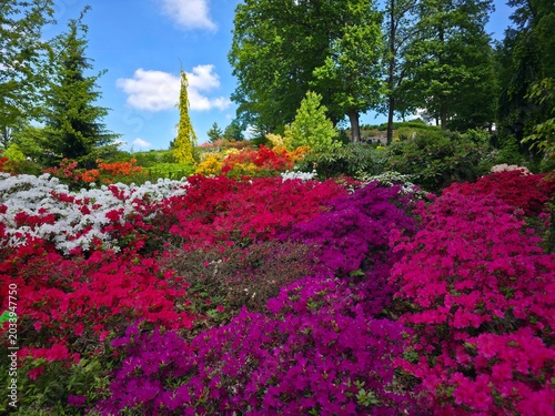 Rhododendron flowers in bloom in May