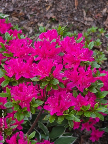 Rhododendron flowers in bloom in May