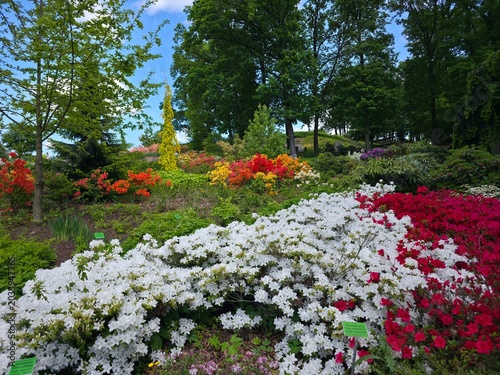Rhododendron flowers in bloom in May