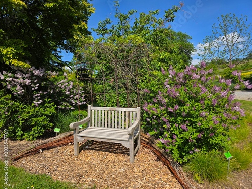 Bench in a park and flowers around