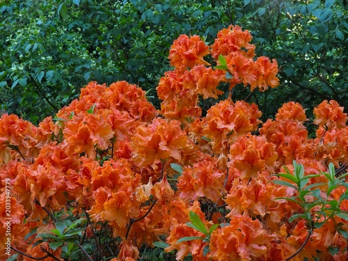 Rhododendron flowers in bloom in May