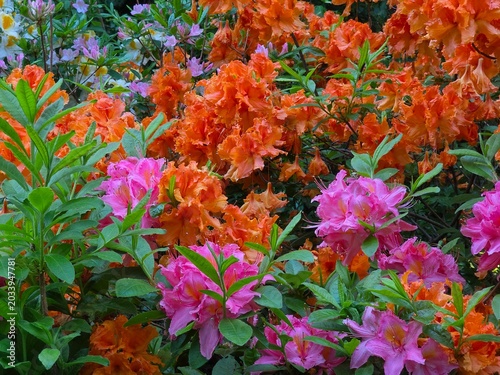 Rhododendron flowers in bloom in May