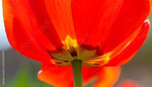 Vibrant Red Tulip Blooming in Close Up Garden View