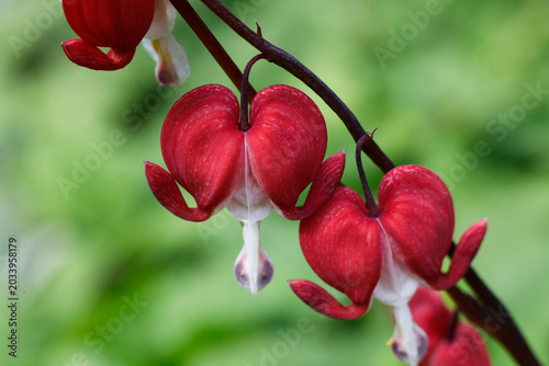 Lamprocapnos spectabilis, commonly known as bleeding heart or Asian bleeding heart