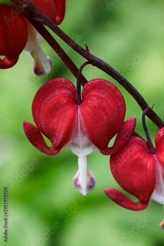 Lamprocapnos spectabilis, commonly known as bleeding heart or Asian bleeding heart