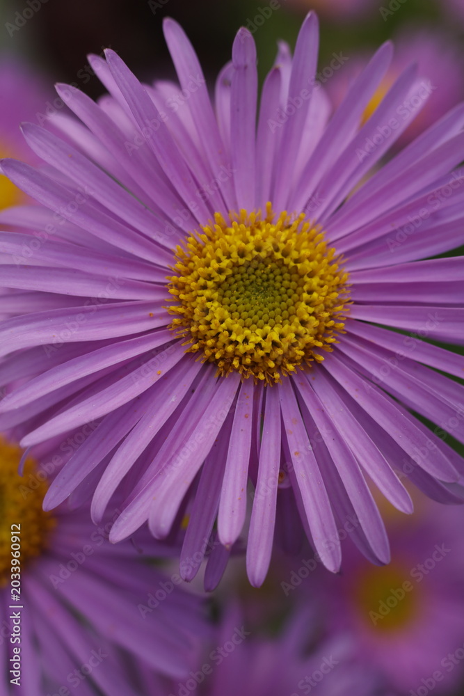 Fototapeta premium Vibrant pink Alpine Aster flower close up with bright yellow central disc blooming in spring garden