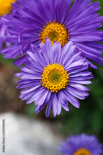 Macro photograph of a vibrant purple alpine aster flower with a bright yellow central disc and delicate violet petals blooming in a garden