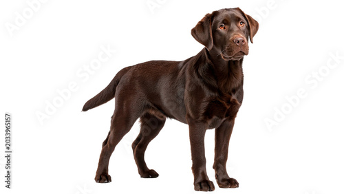Photos Full length profile view of brown labrador retriever dog standing isolated on tr