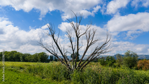 Cuadro en lienzo An old, withered tree whose branches stretch toward the sky, standing among green bushes and fields
