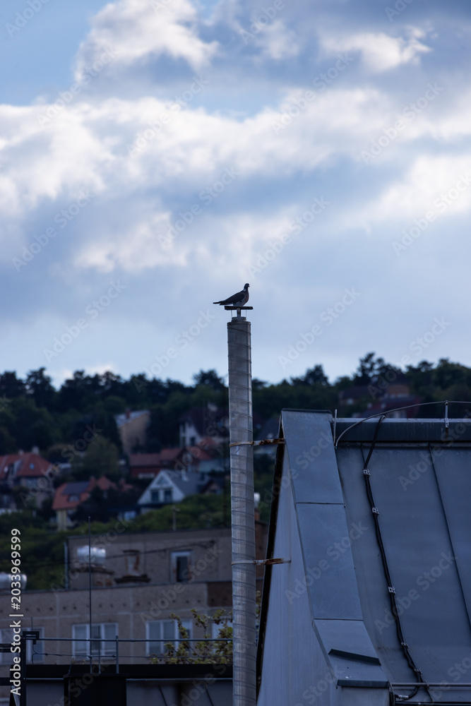 Fototapeta premium Seagull perches atop weathered utility pole. Blue sky, white clouds, distant rooftops frame scene. Urban backdrop contrasts with bird's natural height. Soft daylight highlights bird's calm posture