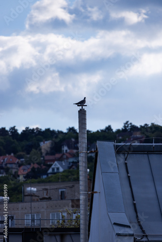Seagull perches atop weathered utility pole. Blue sky, white clouds, distant rooftops frame scene. Urban backdrop contrasts with bird's natural height. Soft daylight highlights bird's calm posture
