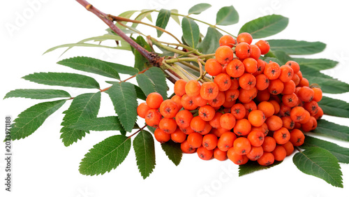 Canvas Print Bright orange mountain ash rowan berries cluster with green leaves isolated on t