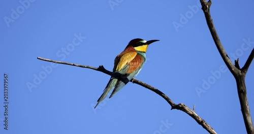 European bee eater (Merops apiaster), perched against the blue sky, The Camargue, Southern France.