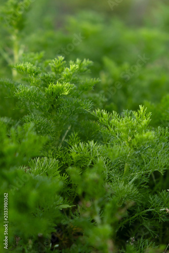 Εκτύπωση καμβά Macro photography of feathery dog fennel (Eupatorium capillifolium) leaves