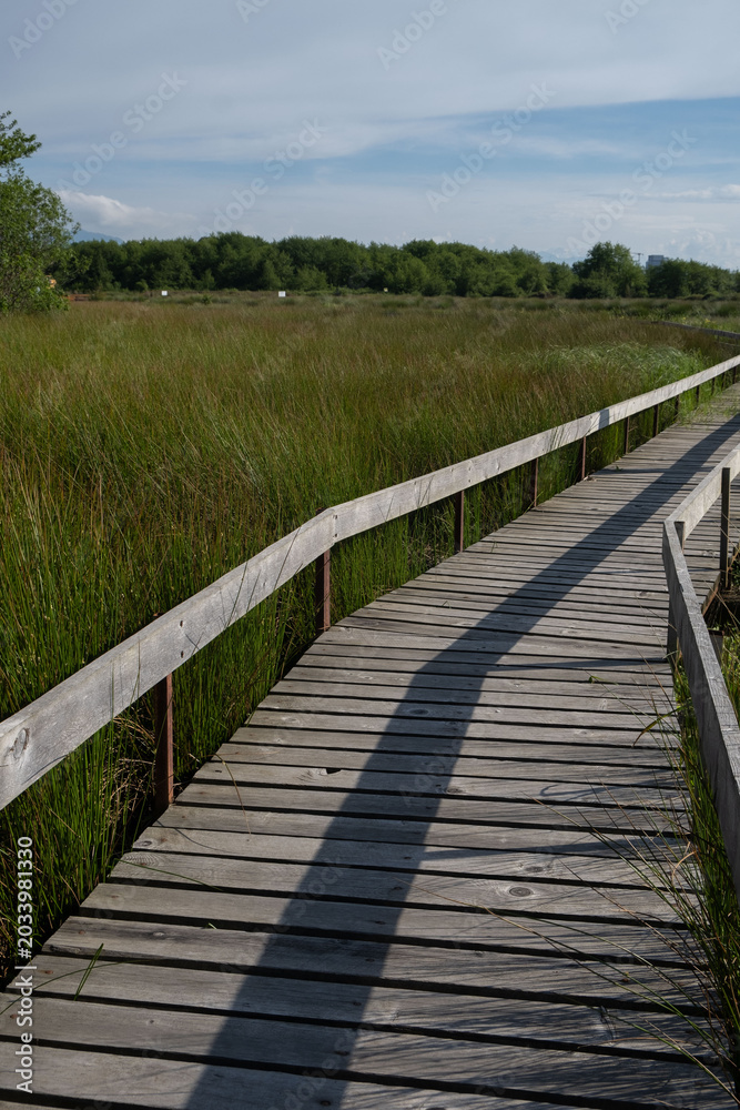 Obraz premium Wooden boardwalk path leading through a green marshland nature reserve