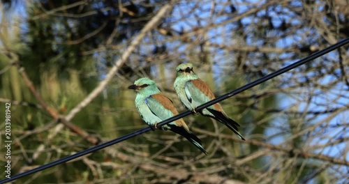 Couple of European rollers (Coracias garrulus) perched on a cable, the Camargue, Southern France.