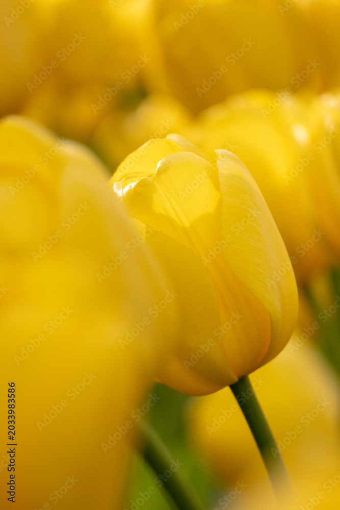 Obraz premium blooming yellow tulips in garden, macro photography of flower petals, tulips for sale in flower shops, florist. bouquet as gift. delicate petals tulips. wedding decor