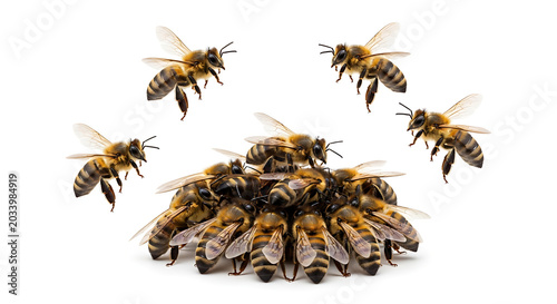 A swarm of bees flies around a cluster of bees on the ground.