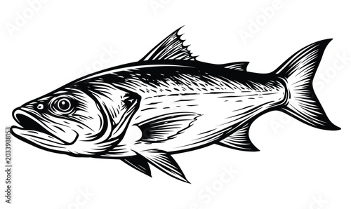 Hand drawn ink illustration of a saltwater fish with open mouth and scales