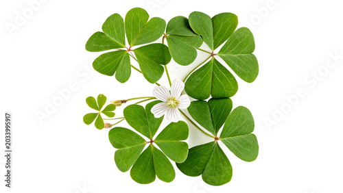Cuadro en lienzo wood sorrel plant oxalis acetosella isolated on transparent background