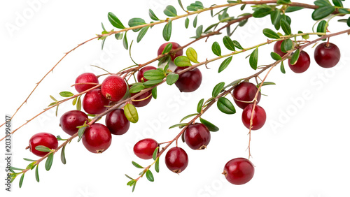 Fotografie cranberry vine plump isolated on transparent background