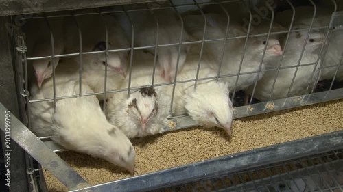 Poultry farming. A farm specializing in the production of quail eggs. Quail eggs are a healthy food.
