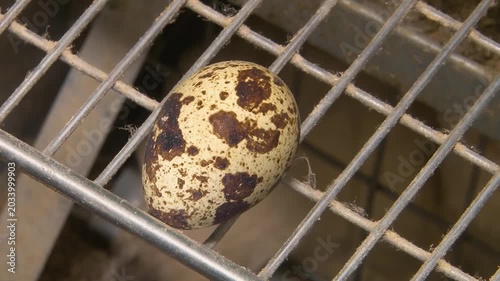 Poultry farming. A farm specializing in the production of quail eggs. Quail eggs are a healthy food.