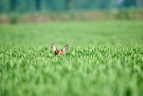 Bild auf Leinwand roe deer in the wheat